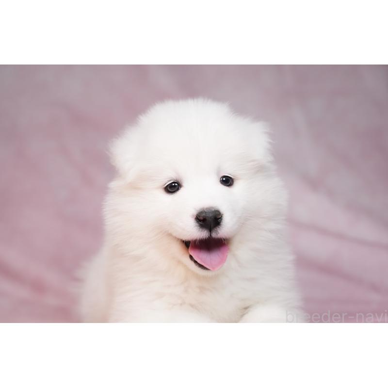 販売中の群馬県のサモエド-440399の6枚目