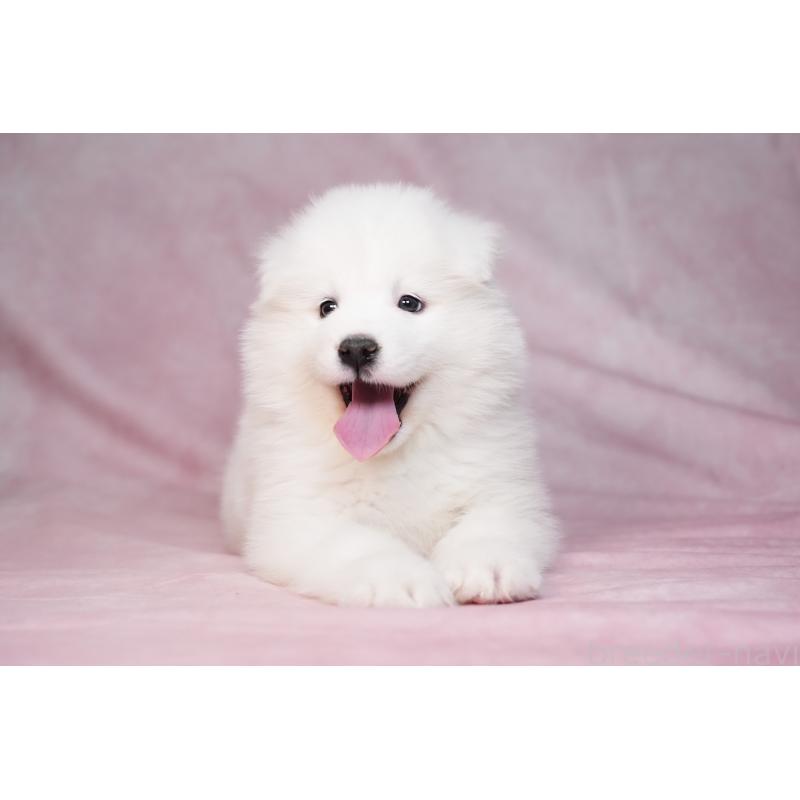 販売中の群馬県のサモエド-440399の5枚目