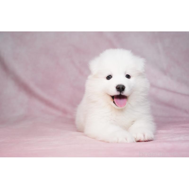 販売中の群馬県のサモエド-440399の4枚目