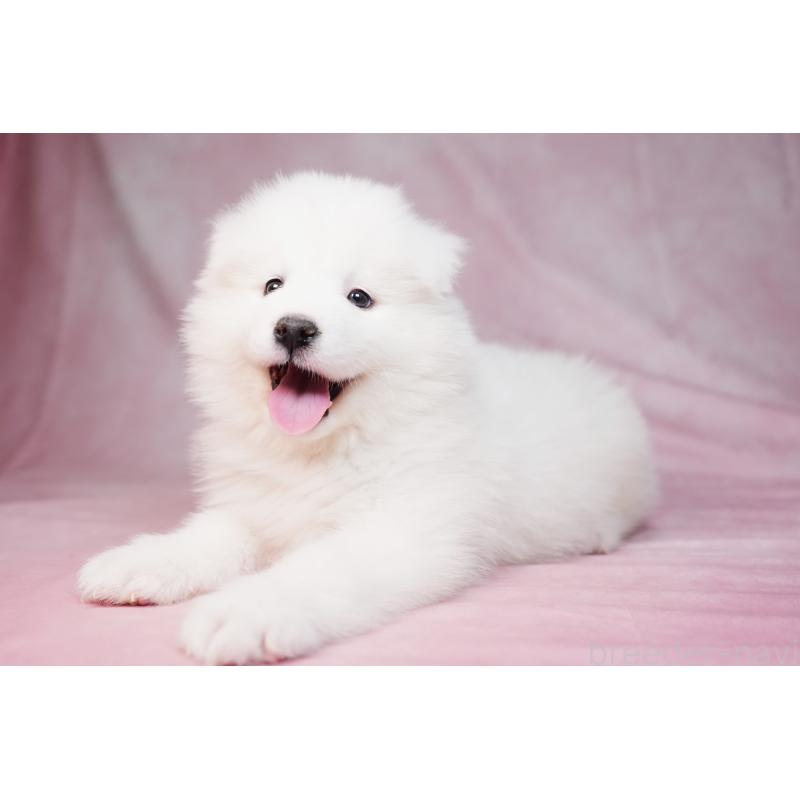 販売中の群馬県のサモエド-440399の3枚目