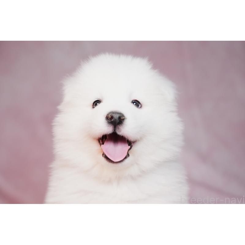 販売中の群馬県のサモエド-440399の2枚目