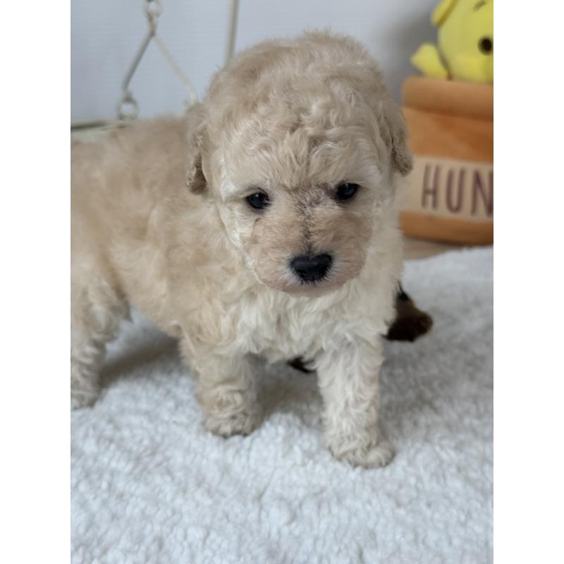 販売中の宮崎県のタイニープードル-440401の6枚目