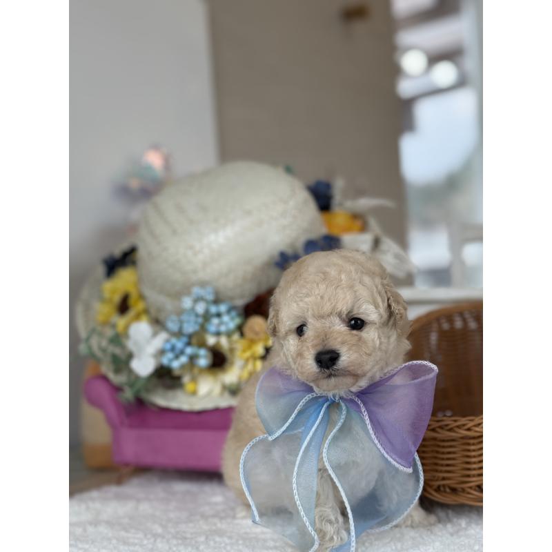 販売中の宮崎県のタイニープードル-440401の4枚目