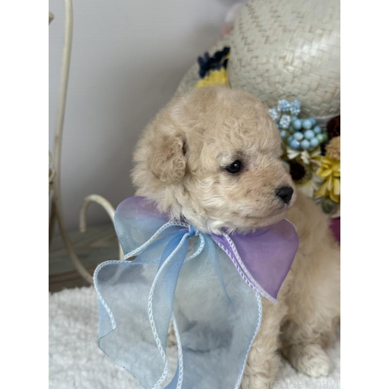 販売中の宮崎県のタイニープードル-440401の3枚目