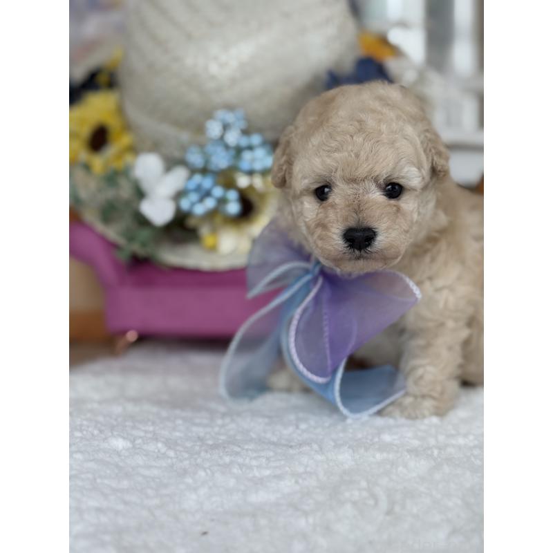 販売中の宮崎県のタイニープードル-440401の2枚目