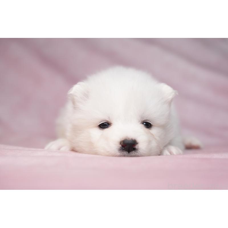 販売中の群馬県のサモエド-440403の14枚目