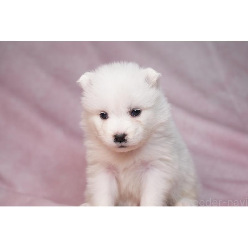 販売中の群馬県のサモエド-440403の13枚目