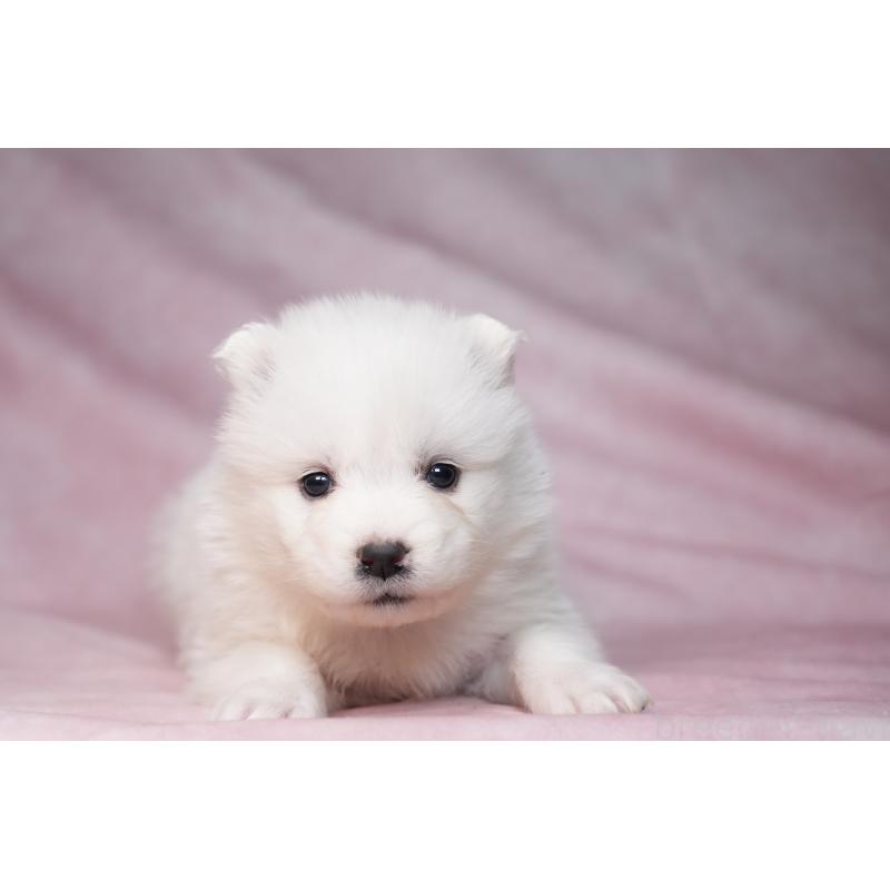 販売中の群馬県のサモエド-440403の12枚目