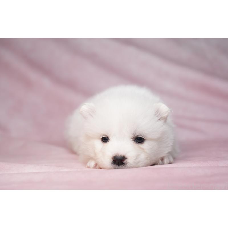 販売中の群馬県のサモエド-440403の11枚目