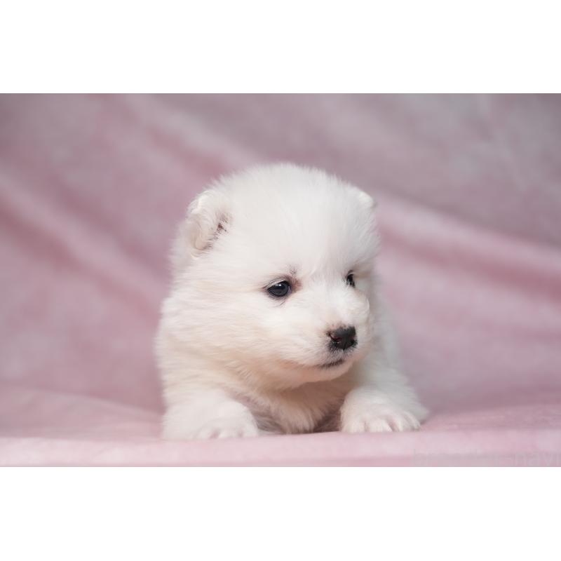 販売中の群馬県のサモエド-440403の10枚目