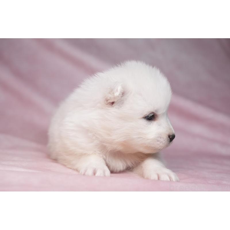 販売中の群馬県のサモエド-440403の9枚目