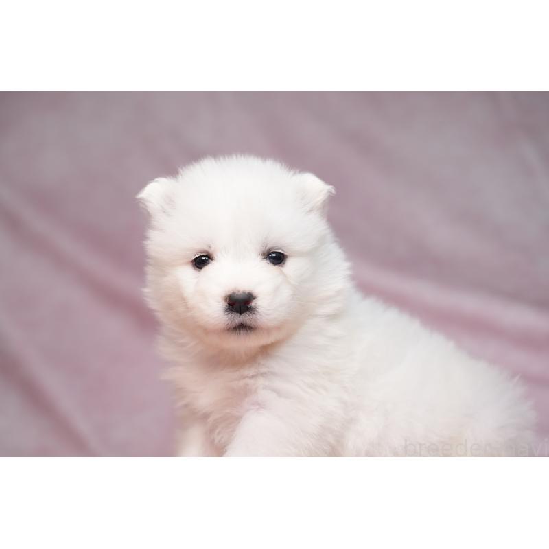 販売中の群馬県のサモエド-440403の8枚目