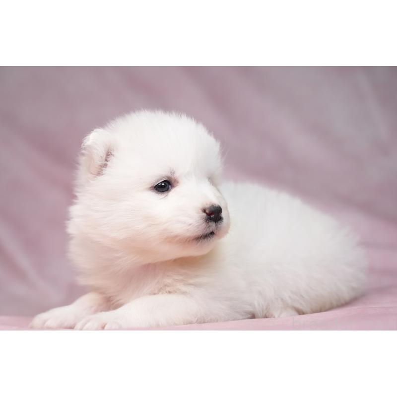 販売中の群馬県のサモエド-440403の6枚目