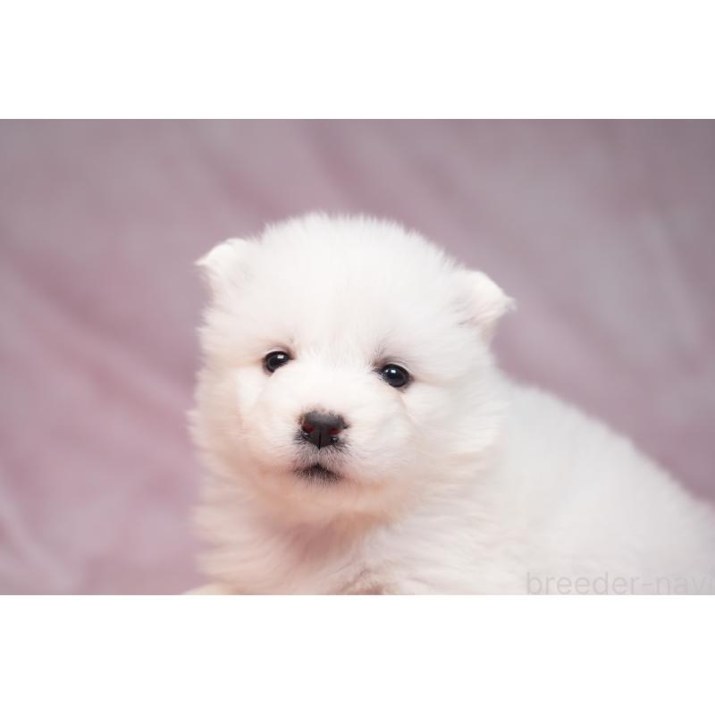 販売中の群馬県のサモエド-440403の5枚目