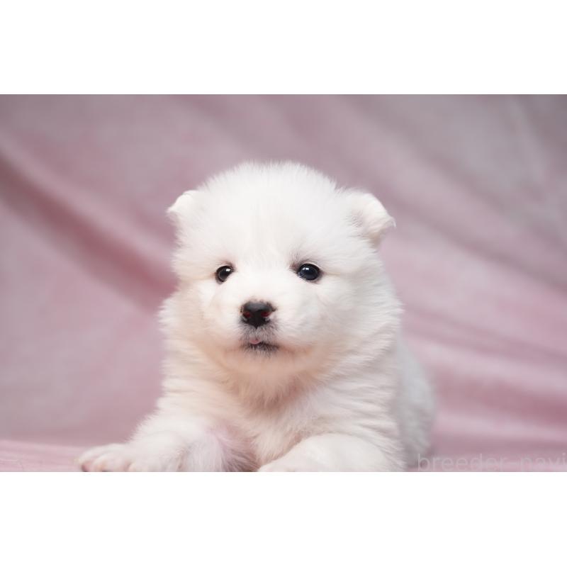 販売中の群馬県のサモエド-440403の4枚目