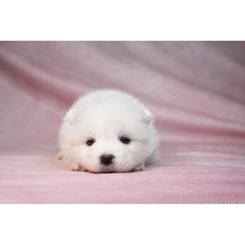 販売中の群馬県のサモエド-440403の3枚目