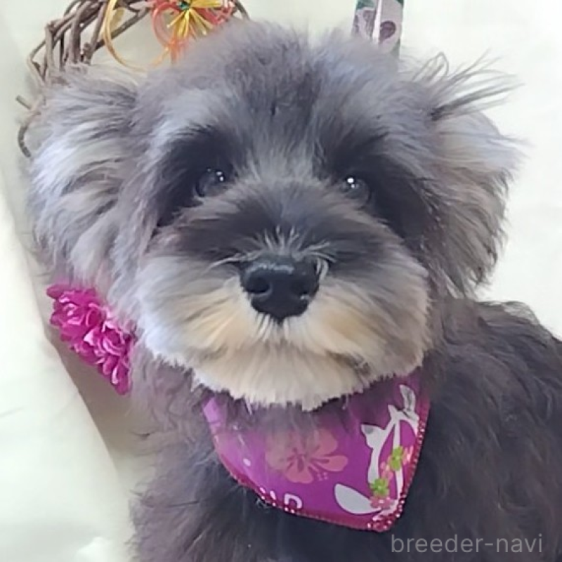 販売中の神奈川県のミニチュアシュナウザー-419609の1枚目