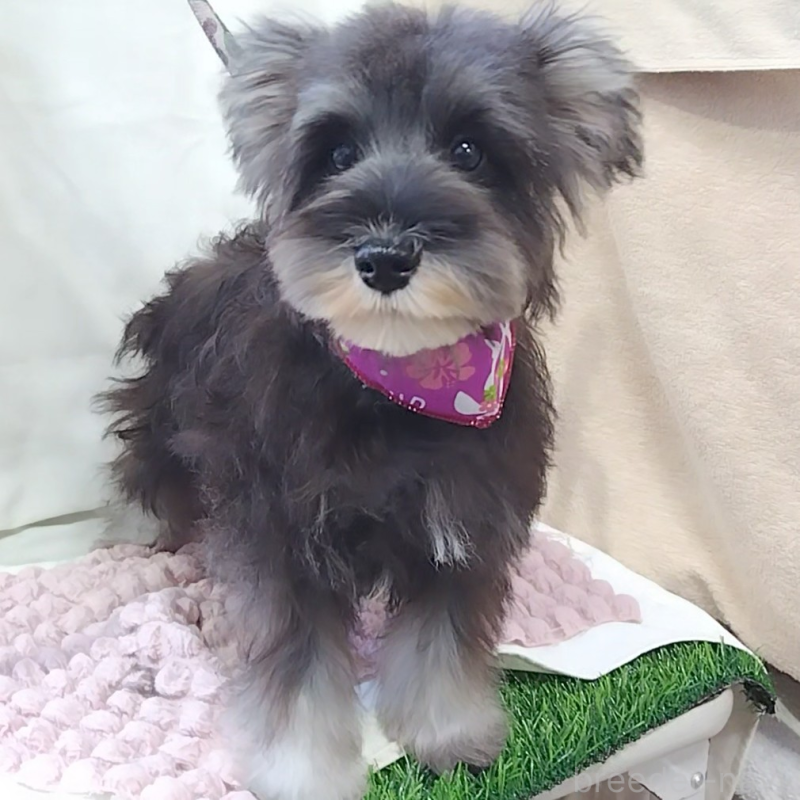 販売中の神奈川県のミニチュアシュナウザー-419609の9枚目