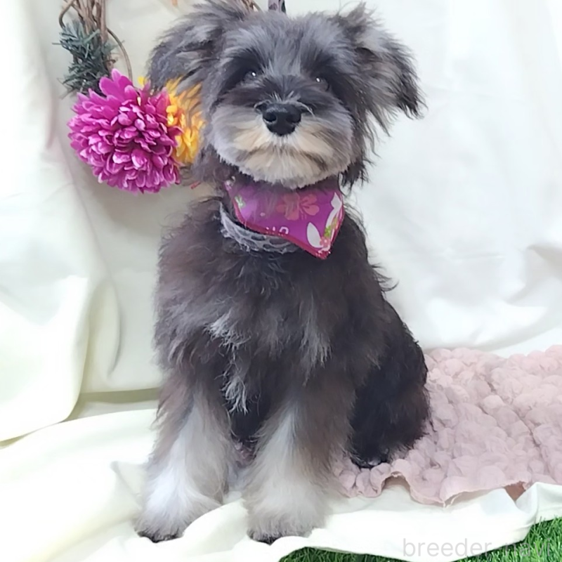 販売中の神奈川県のミニチュアシュナウザー-419609の8枚目