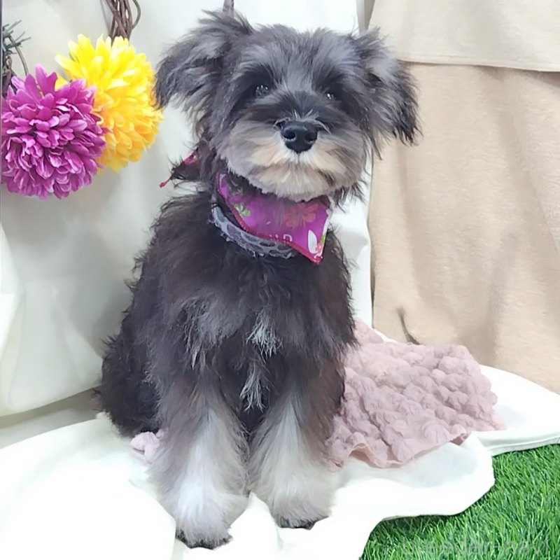 販売中の神奈川県のミニチュアシュナウザー-419609の7枚目