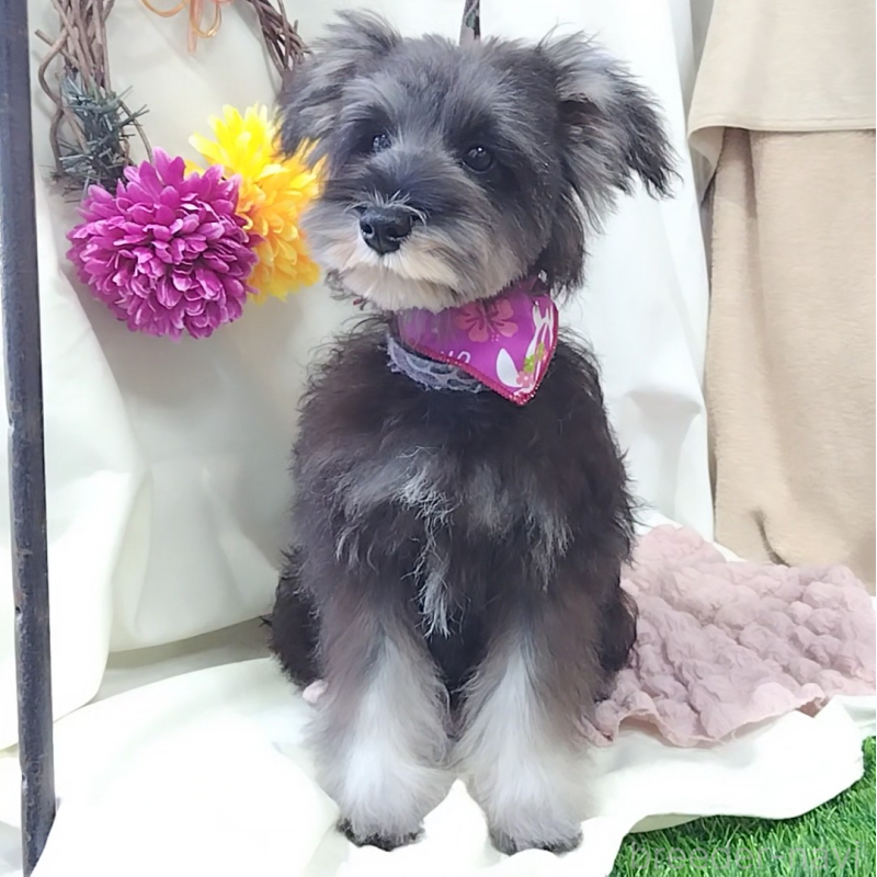 販売中の神奈川県のミニチュアシュナウザー-419609の6枚目