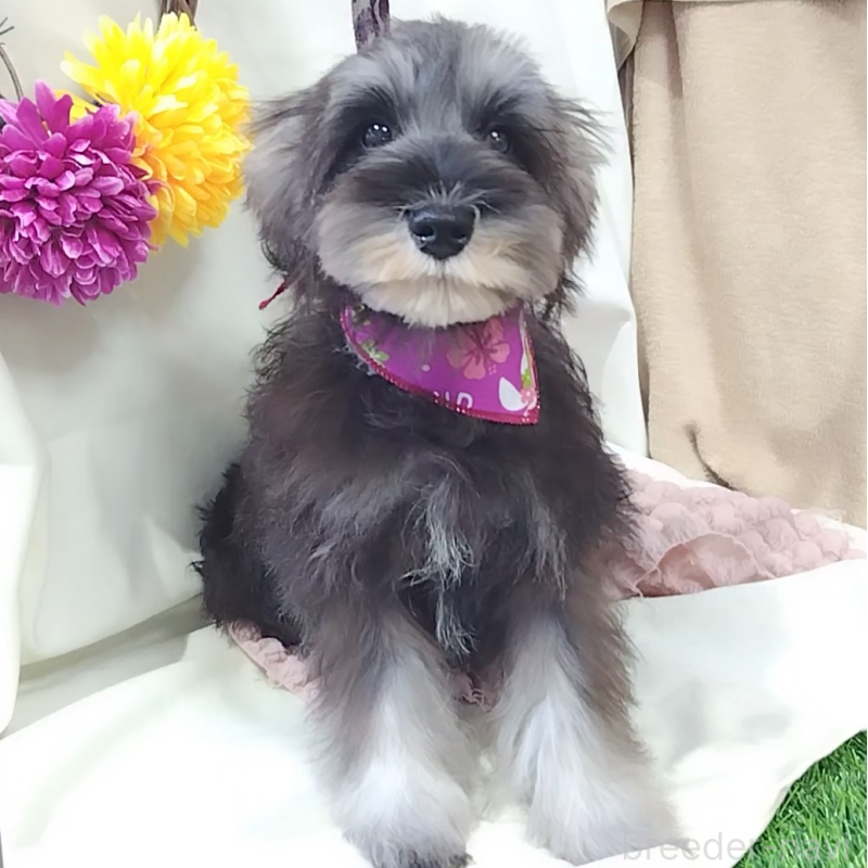 販売中の神奈川県のミニチュアシュナウザー-419609の5枚目