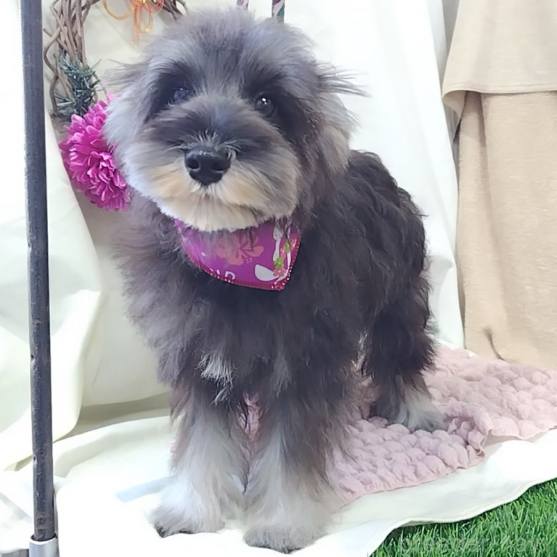 販売中の神奈川県のミニチュアシュナウザー-419609の4枚目