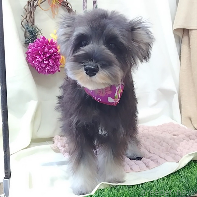 販売中の神奈川県のミニチュアシュナウザー-419609の3枚目