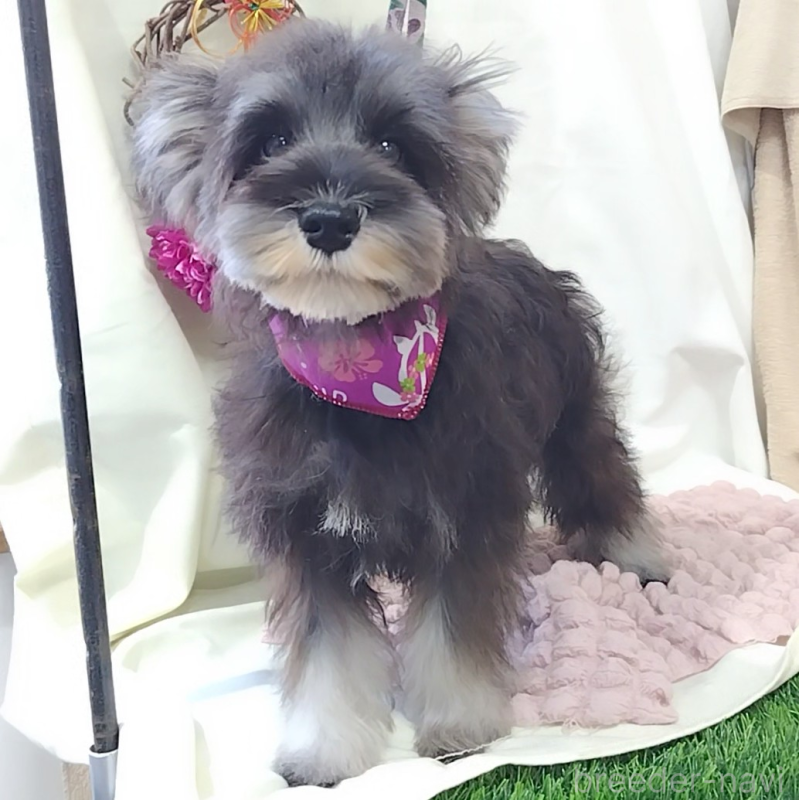 販売中の神奈川県のミニチュアシュナウザー-419609の2枚目