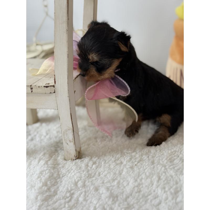 販売中の宮崎県のヨークシャーテリア-440404の8枚目