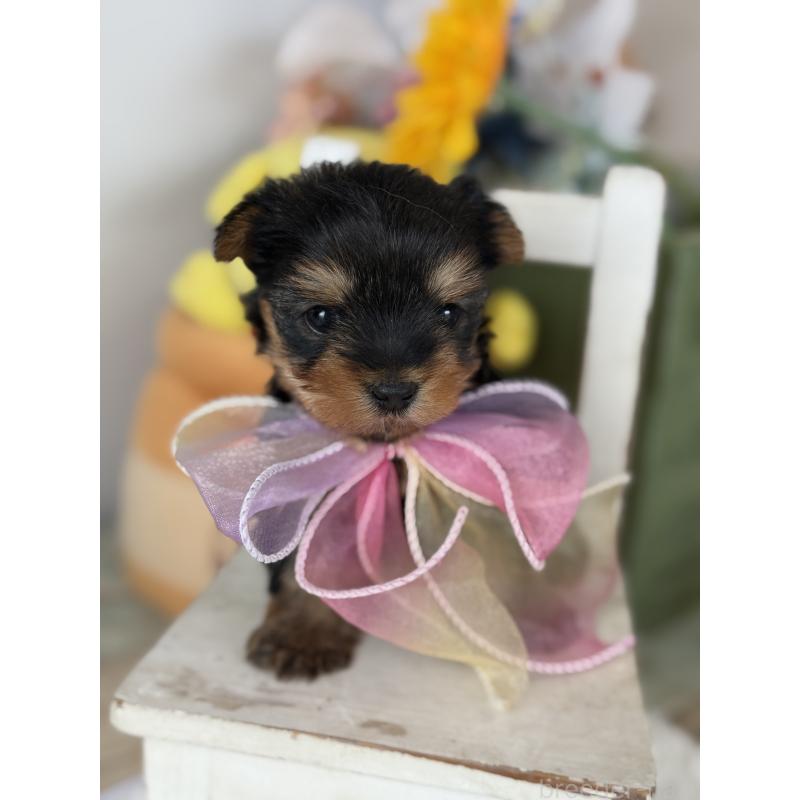 販売中の宮崎県のヨークシャーテリア-440404の7枚目