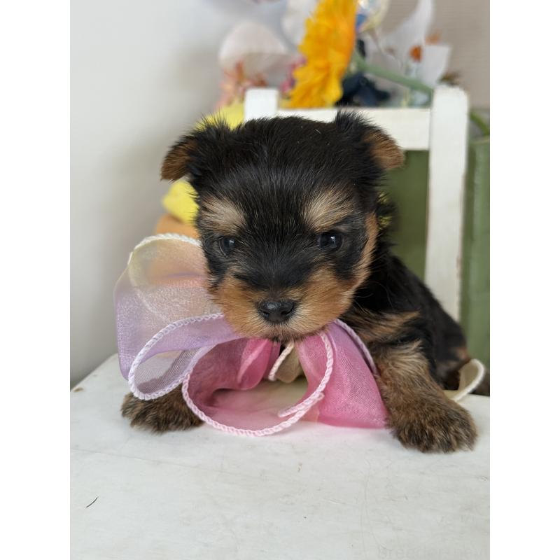 販売中の宮崎県のヨークシャーテリア-440404の6枚目