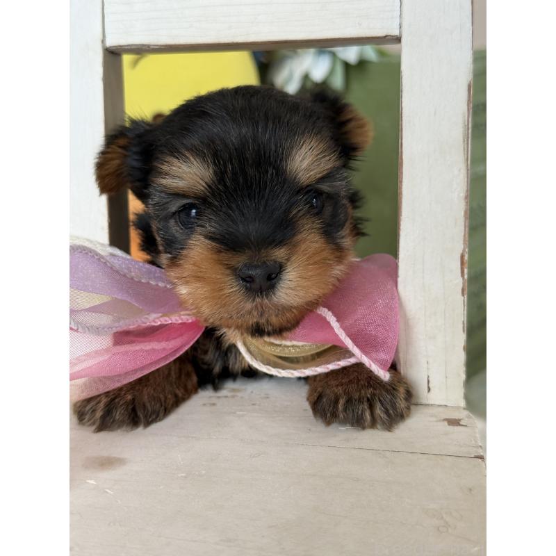 販売中の宮崎県のヨークシャーテリア-440404の5枚目