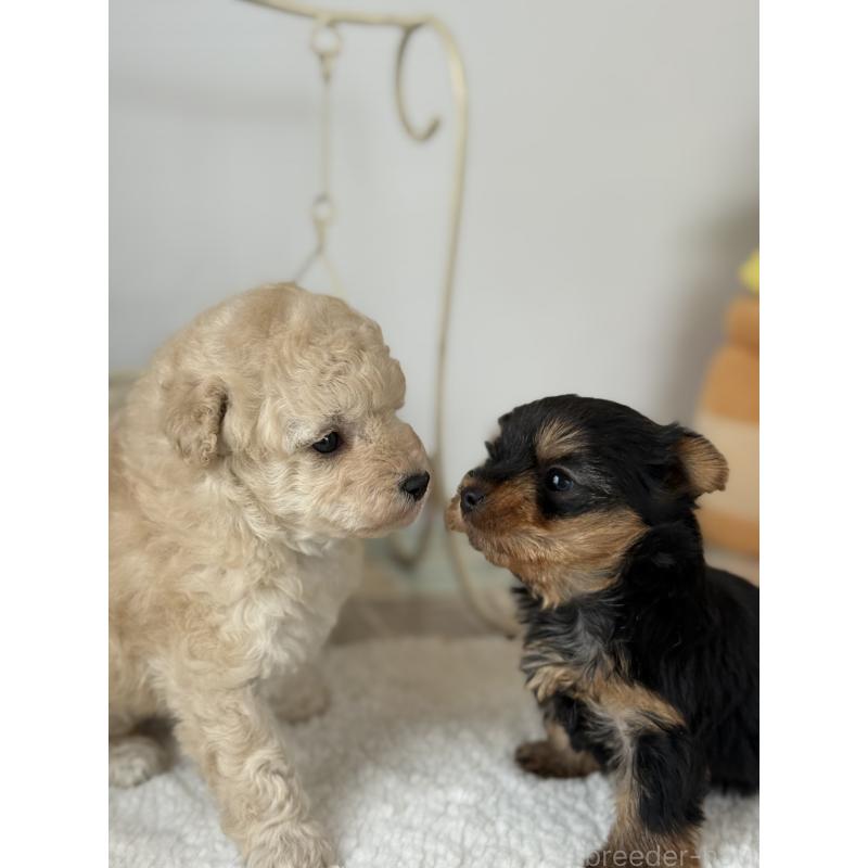 販売中の宮崎県のヨークシャーテリア-440404の3枚目