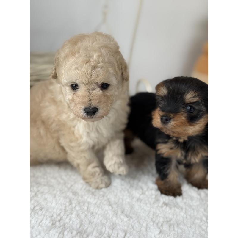 販売中の宮崎県のヨークシャーテリア-440404の2枚目