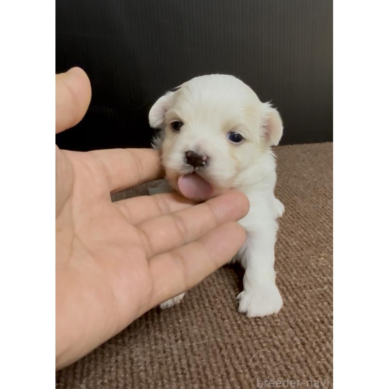 販売中の福岡県のマルチーズ-440402の3枚目