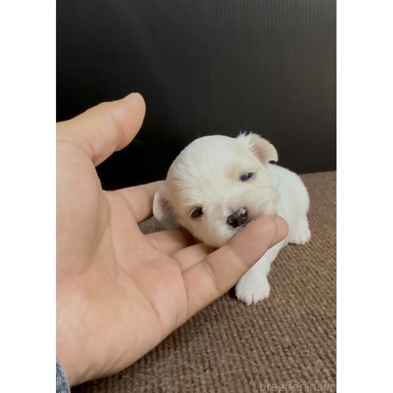 販売中の福岡県のマルチーズ-440402の2枚目