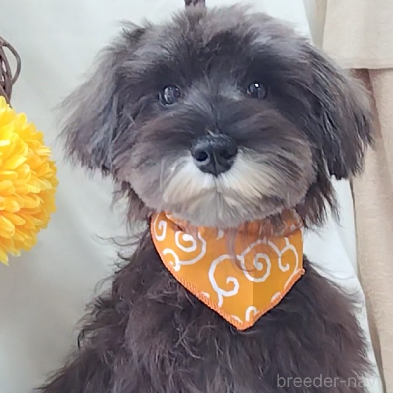 販売中の神奈川県のミニチュアシュナウザー-419472