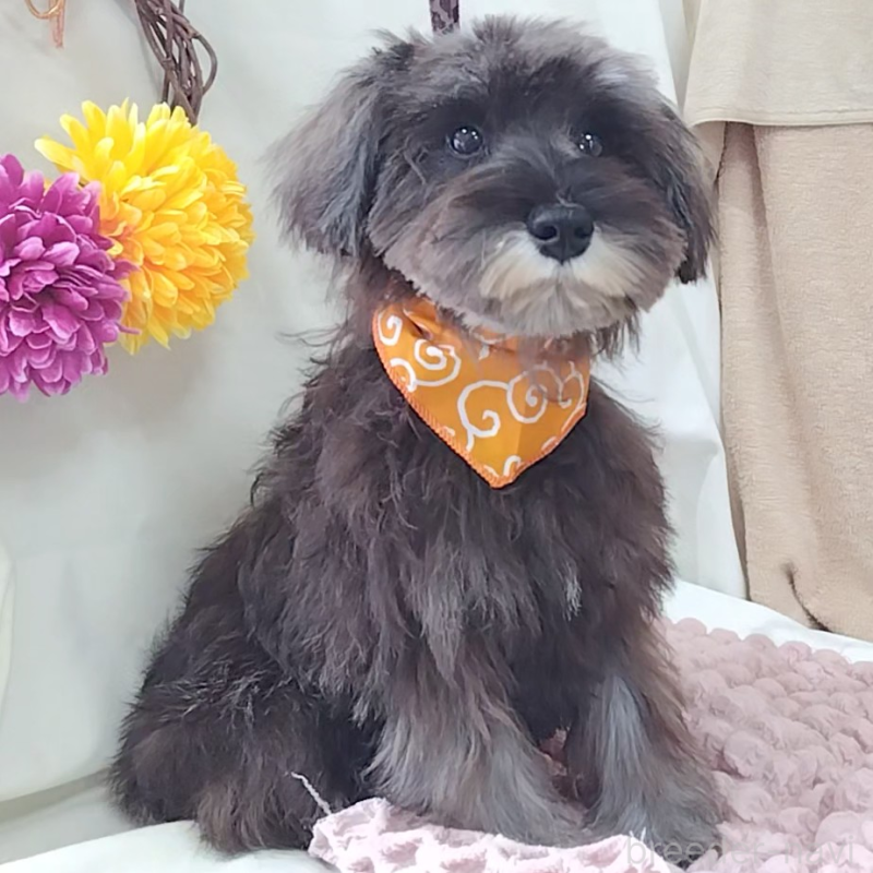 販売中の神奈川県のミニチュアシュナウザー-419472の10枚目