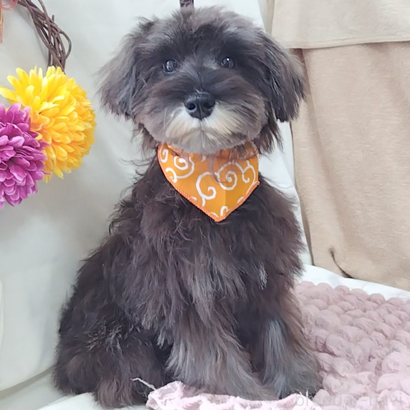 販売中の神奈川県のミニチュアシュナウザー-419472の9枚目