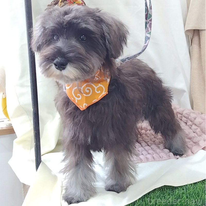 販売中の神奈川県のミニチュアシュナウザー-419472の8枚目