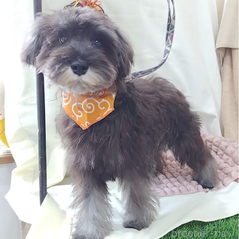 販売中の神奈川県のミニチュアシュナウザー-419472の7枚目