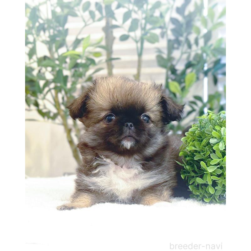 販売中の愛知県のミックス犬-440405の3枚目