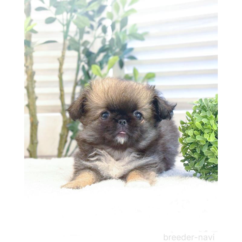 販売中の愛知県のミックス犬-440405の2枚目