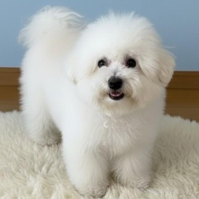 販売中の栃木県のビションフリーゼ-419193