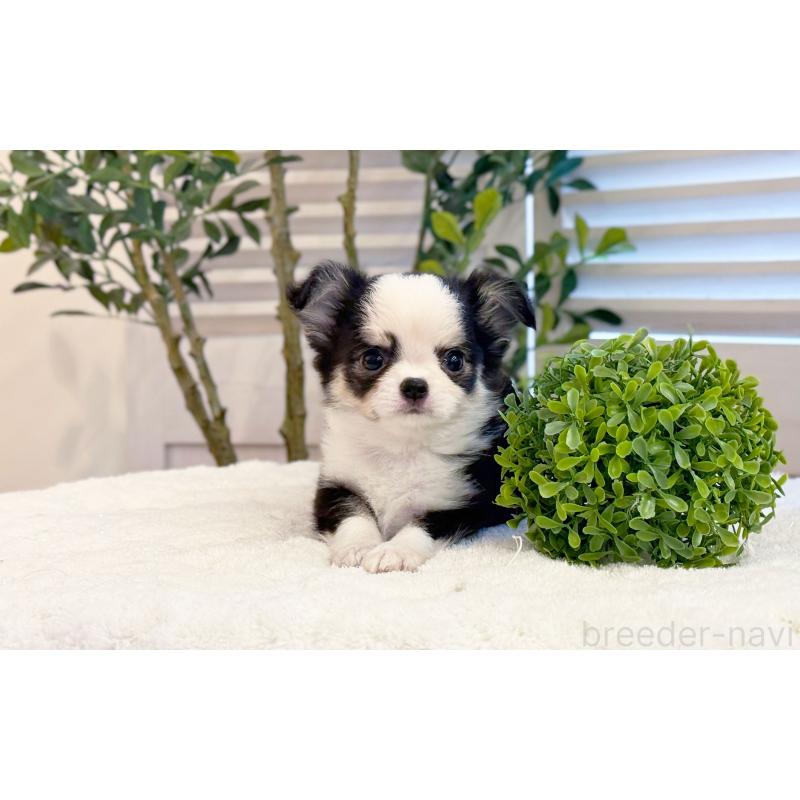 販売中の愛知県のチワワ(ロングコート)-440406の4枚目