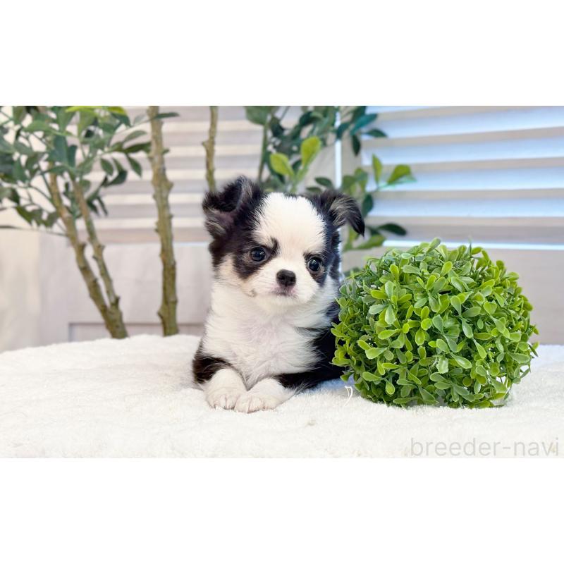 販売中の愛知県のチワワ(ロングコート)-440406の3枚目