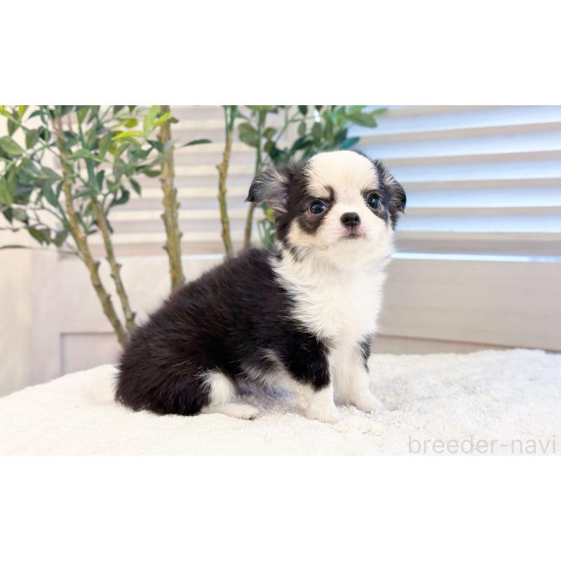 販売中の愛知県のチワワ(ロングコート)-440406の2枚目