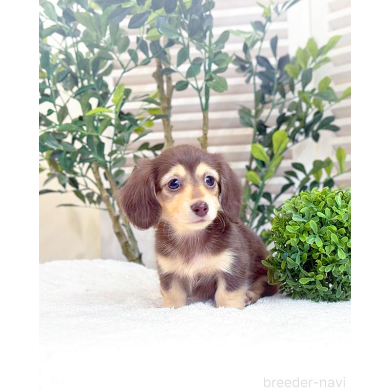 販売中の愛知県のカニンヘンダックスフンド(ロングヘアード)-440408の4枚目