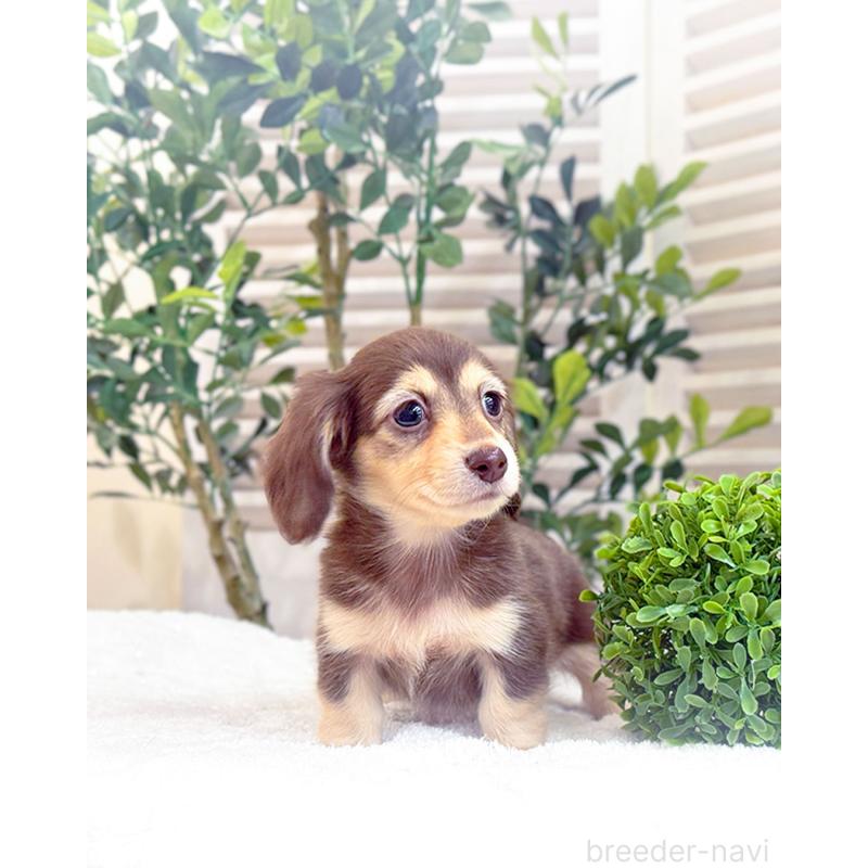 販売中の愛知県のカニンヘンダックスフンド(ロングヘアード)-440408の3枚目